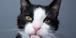 alem-da-racao:-confira-quais-alimentos-fazem-bem-a-saude-dos-gatos