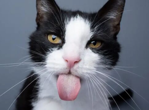 alem-da-racao:-confira-quais-alimentos-fazem-bem-a-saude-dos-gatos