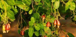 fruta-brasileira-rica-em-magnesio-ajuda-a-controlar-o-acucar-no-sangue