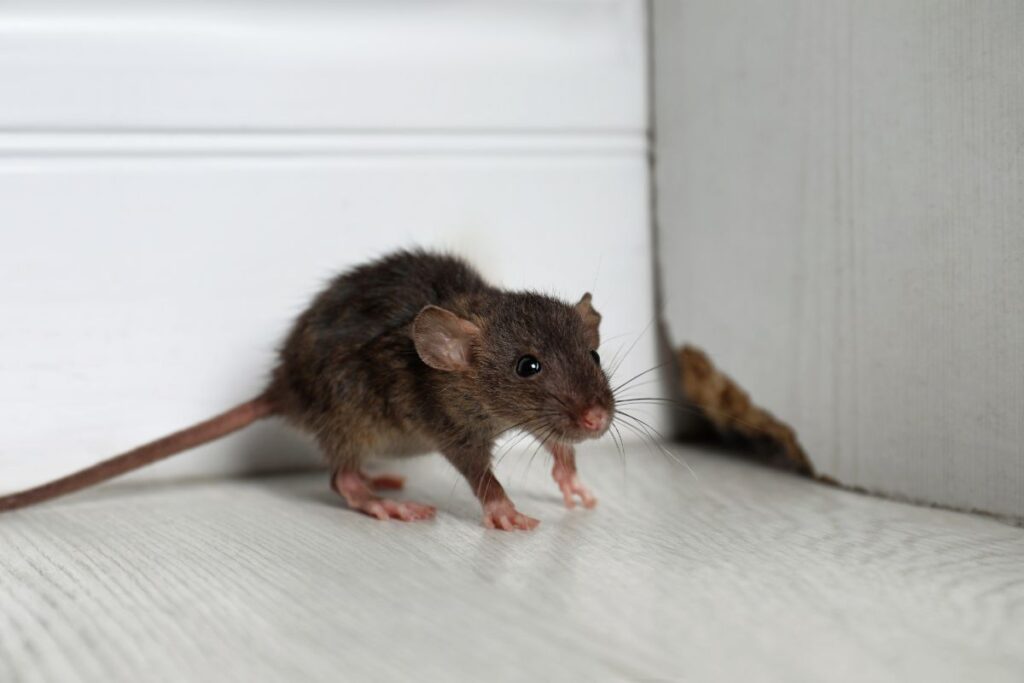 ratos-em-casa?-veja-como-“acabar”-com-eles-sem-veneno-e-com-seguranca