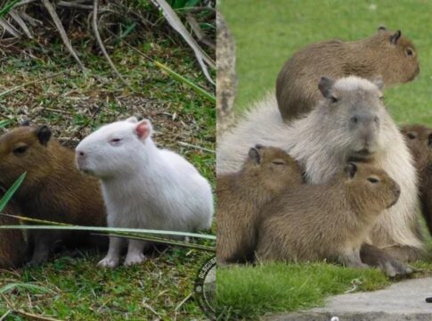 capivara-albina-avistada-no-uruguai-e-exemplo-raro-na-natureza.-video