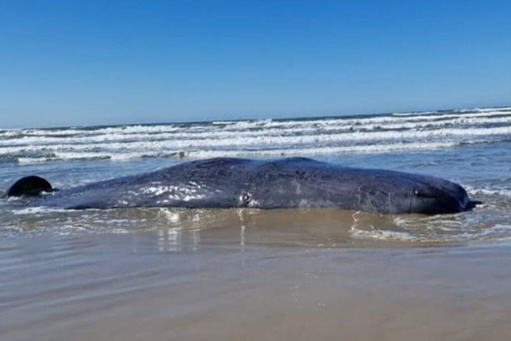 baleia-de-mais-de-16-metros-e-encontrada-morta-em-santa-catarina