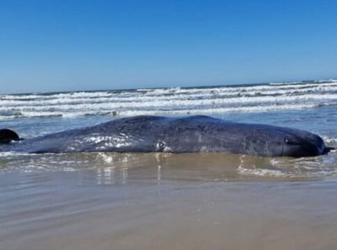 baleia-de-mais-de-16-metros-e-encontrada-morta-em-santa-catarina