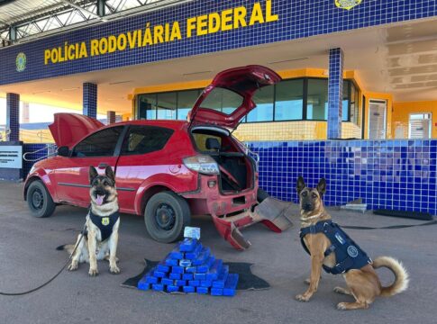 video:-caes-farejadores-da-prf-acabam-com-farsa-de-traficantes-no-df