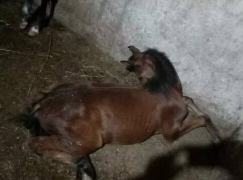 nove-cavalos-morrem-apos-consumo-de-racao-em-guarulhos:-“sofrimento”