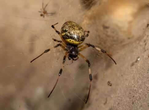 biologo-indica-4-formas-de-“blindar”-a-casa-do-aparecimento-de-aranhas
