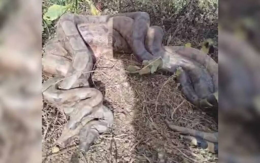 romeiros-flagram-3-cobras-enroladas-as-margens-de-rio-em-goias.-video