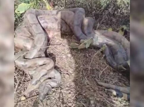 romeiros-flagram-3-cobras-enroladas-as-margens-de-rio-em-goias.-video