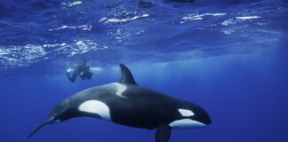 orcas-tentam-socializar-com-humanos-intencionalmente-oferecendo-comida