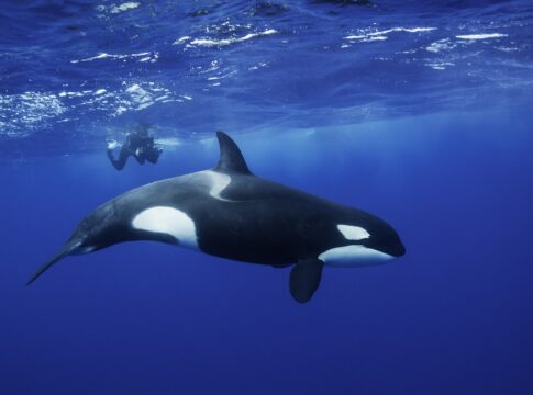 orcas-tentam-socializar-com-humanos-intencionalmente-oferecendo-comida