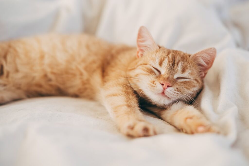 entenda-por-que-a-maioria-dos-gatos-dorme-do-lado-esquerdo