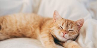 entenda-por-que-a-maioria-dos-gatos-dorme-do-lado-esquerdo