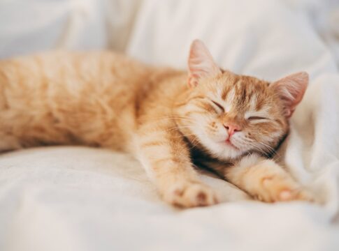 entenda-por-que-a-maioria-dos-gatos-dorme-do-lado-esquerdo