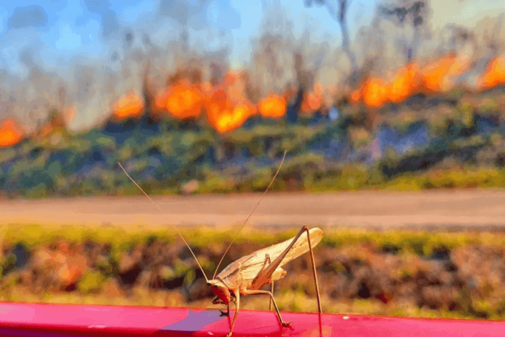 video:-grande-incendio-florestal-ameaca-parque-nacional-de-brasilia
