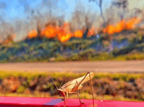 video:-grande-incendio-florestal-ameaca-parque-nacional-de-brasilia