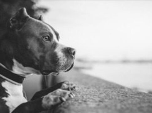 estigmatizacao-e-violencia:-veterinarios-explicam-ataques-de-pit-bulls