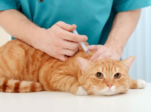 julho-dourado:-conheca-as-diferentes-vacinas-para-caes-e-gatos