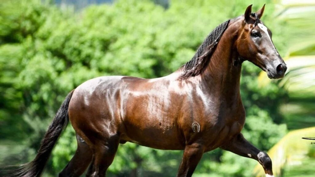 cavalo-avaliado-em-r$-12-mi-teria-morrido-apos-comer-racao-contaminada