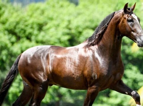 cavalo-avaliado-em-r$-12-mi-teria-morrido-apos-comer-racao-contaminada
