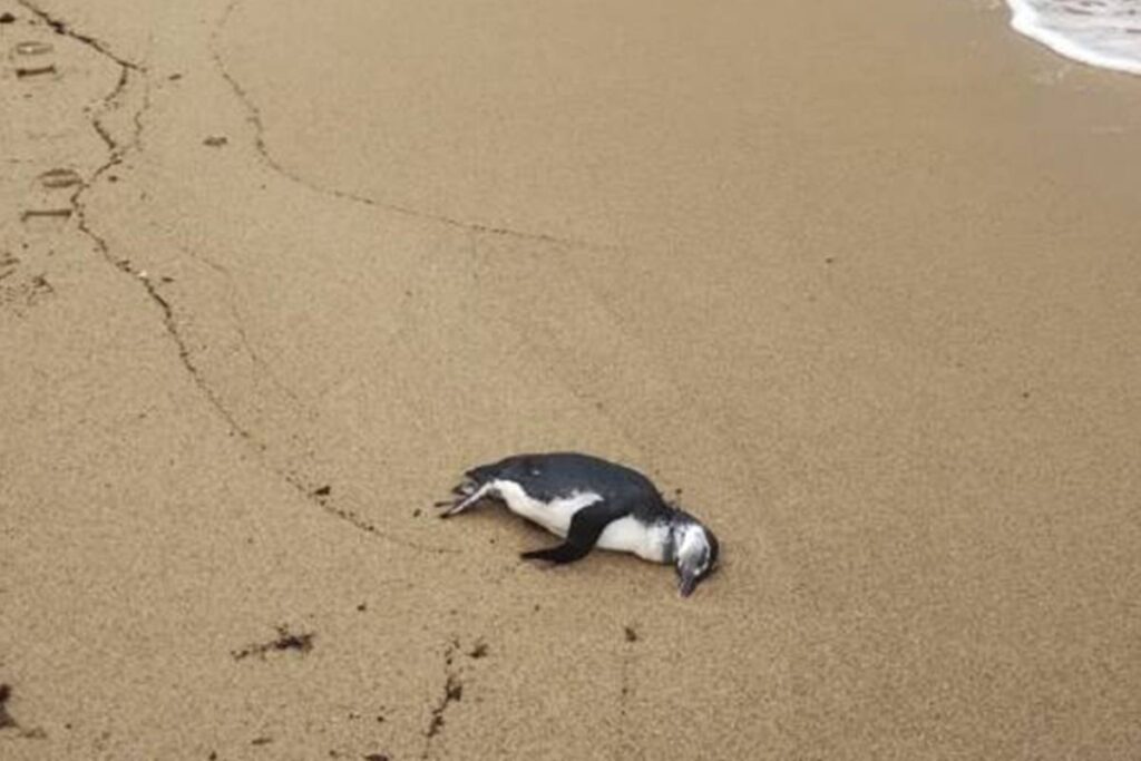 em-4-dias,-71-pinguins-sao-encontrados-mortos-em-praias-de-sao-paulo