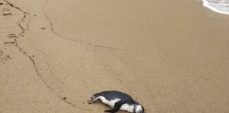em-4-dias,-71-pinguins-sao-encontrados-mortos-em-praias-de-sao-paulo