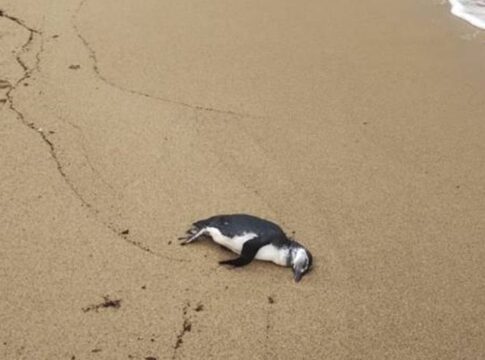 em-4-dias,-71-pinguins-sao-encontrados-mortos-em-praias-de-sao-paulo