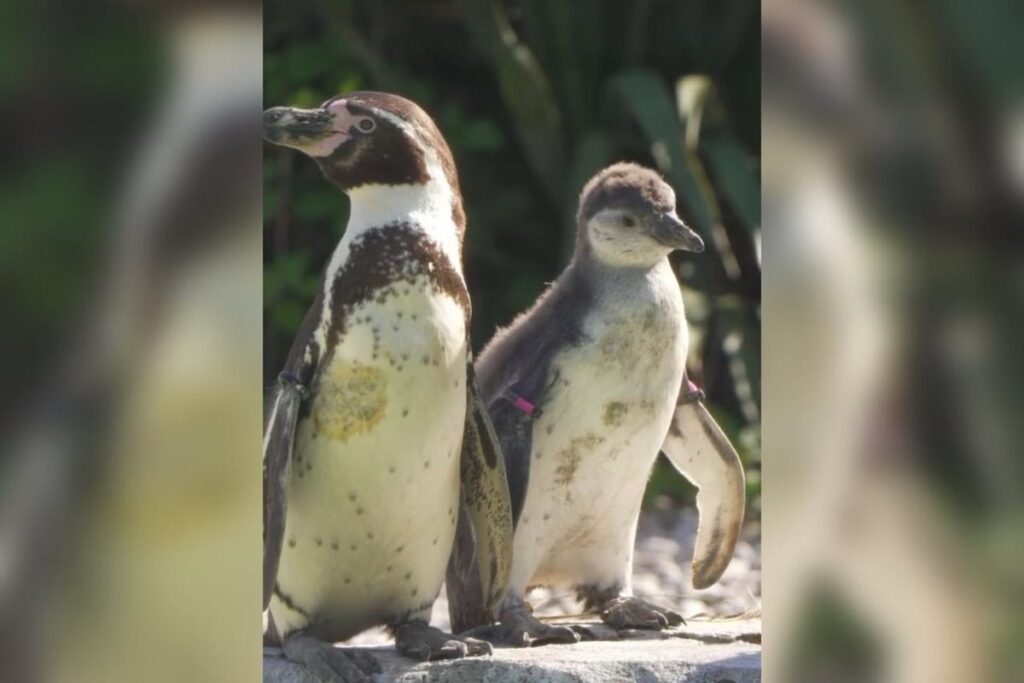 casal-de-pinguins-do-mesmo-sexo-choca-ovo-de-especie-em-extincao