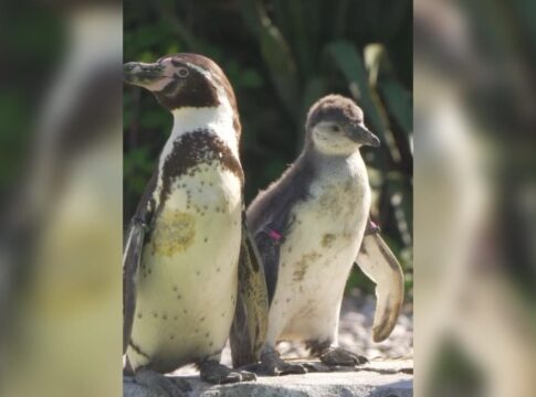 casal-de-pinguins-do-mesmo-sexo-choca-ovo-de-especie-em-extincao