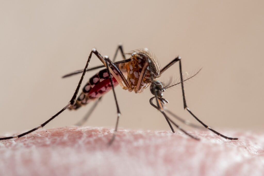 ses-df-adota-metodo-com-bacteria-que-ajuda-a-combater-virus-da-dengue