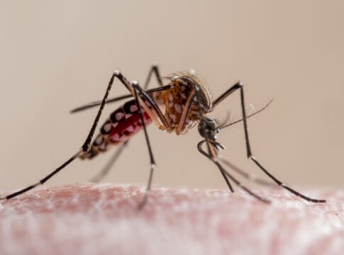 ses-df-adota-metodo-com-bacteria-que-ajuda-a-combater-virus-da-dengue