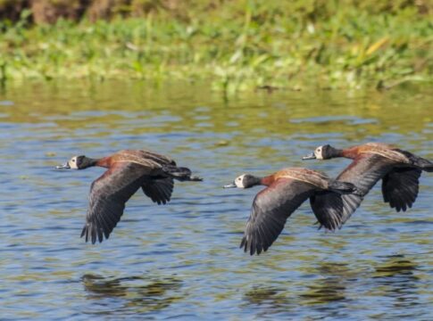 sp-registra-casos-de-gripe-viaria-em-aves-vistas-no-parque-ibirapuera