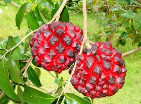 pindaiba:-fruta-brasileira-rica-em-antioxidantes-protege-o-coracao