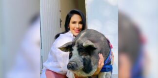“amor-por-animal-considerado-produto”,-diz-tutora-de-porco-influencer