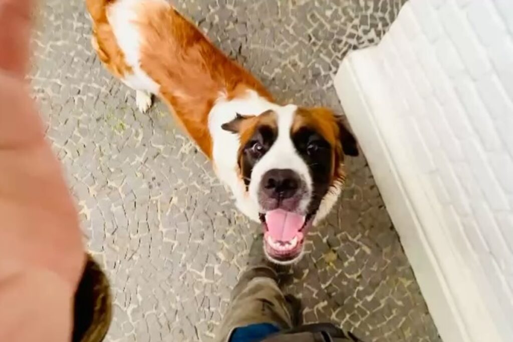 entenda-por-que-os-cachorros-cheiram-as-partes-intimas-das-pessoas