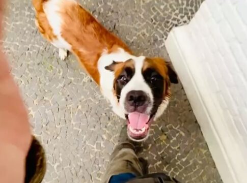entenda-por-que-os-cachorros-cheiram-as-partes-intimas-das-pessoas