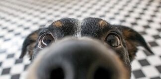 obediencia-ou-intuicao?-descubra-se-caes-reconhecem-palavras-humanas