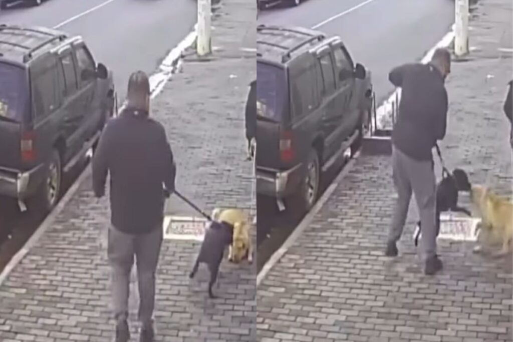 video:-pit-bull-sem-focinheira-ataca-shar-pei-na-zona-oeste-de-sp