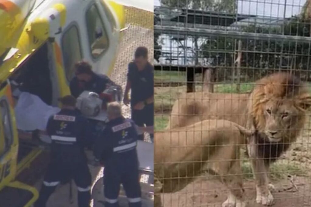 mulher-tem-braco-arrancado-por-leao-em-zoologico-na-australia