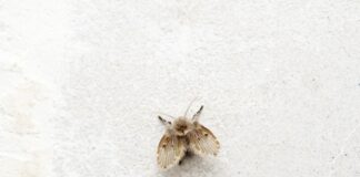 como-surgem-as-mosquinhas-de-banheiro?-saiba-como-se-livrar-delas