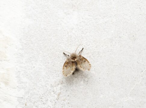como-surgem-as-mosquinhas-de-banheiro?-saiba-como-se-livrar-delas