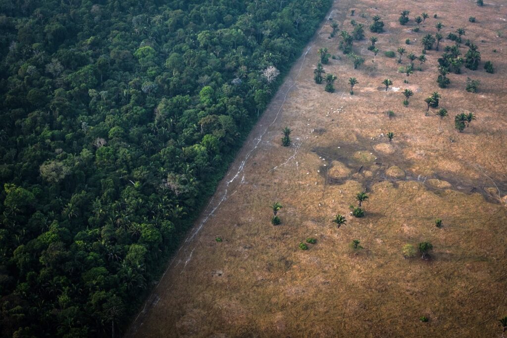 florestas-nao-estao-acompanhando-as-mudancas-climaticas,-diz-estudo