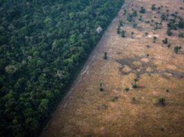 florestas-nao-estao-acompanhando-as-mudancas-climaticas,-diz-estudo