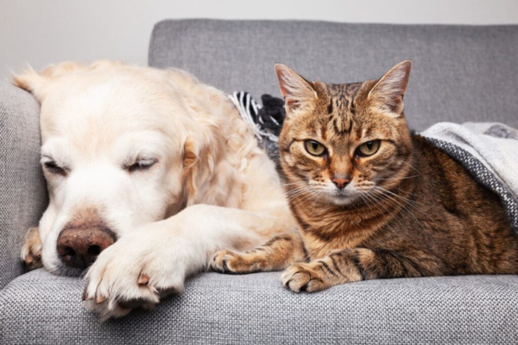 acalmando-patas-e-mentes-inquietas:-exercicios-para-pets-ansiosos