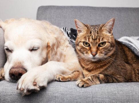 acalmando-patas-e-mentes-inquietas:-exercicios-para-pets-ansiosos