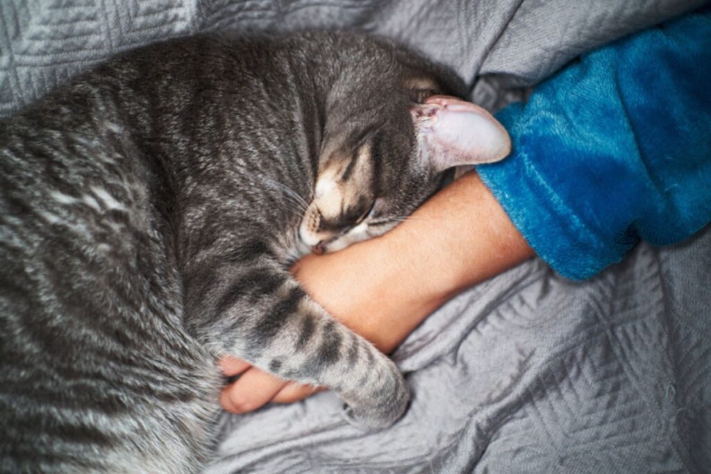 como-o-gato-escolhe-sua-pessoa-preferida,-segundo-uma-veterinaria