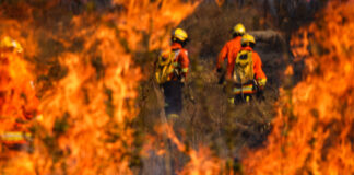 homens-que-incendiaram-floresta-nacional-de-proposito-viram-reus