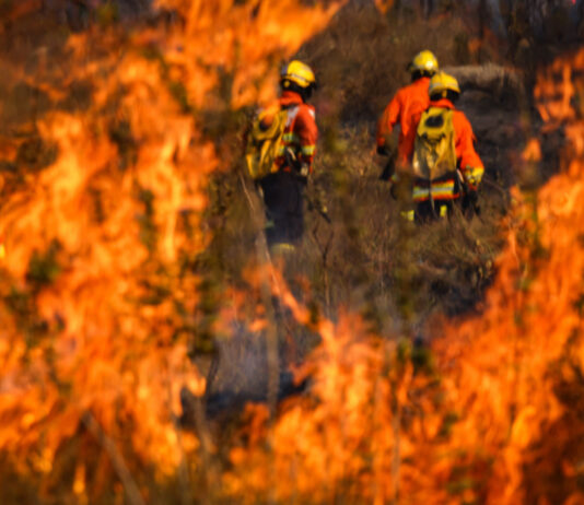 homens-que-incendiaram-floresta-nacional-de-proposito-viram-reus