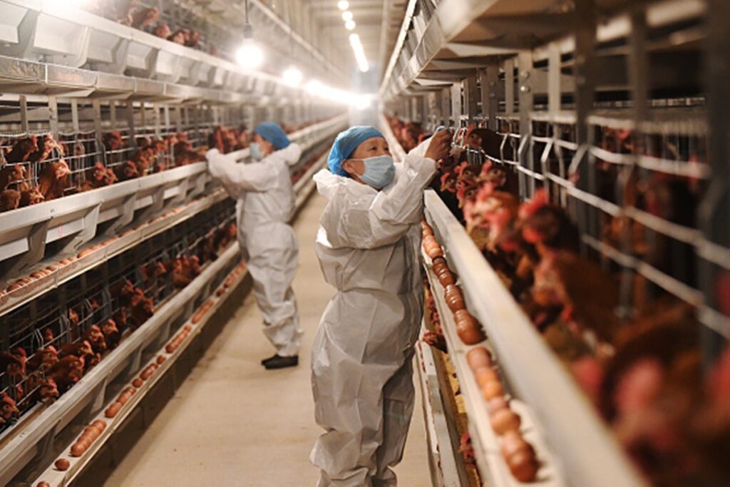 gripe-aviaria:-africa-do-sul-e-singapura-retiram-restricoes-a-carne-brasileira