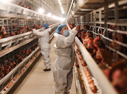 gripe-aviaria:-africa-do-sul-e-singapura-retiram-restricoes-a-carne-brasileira