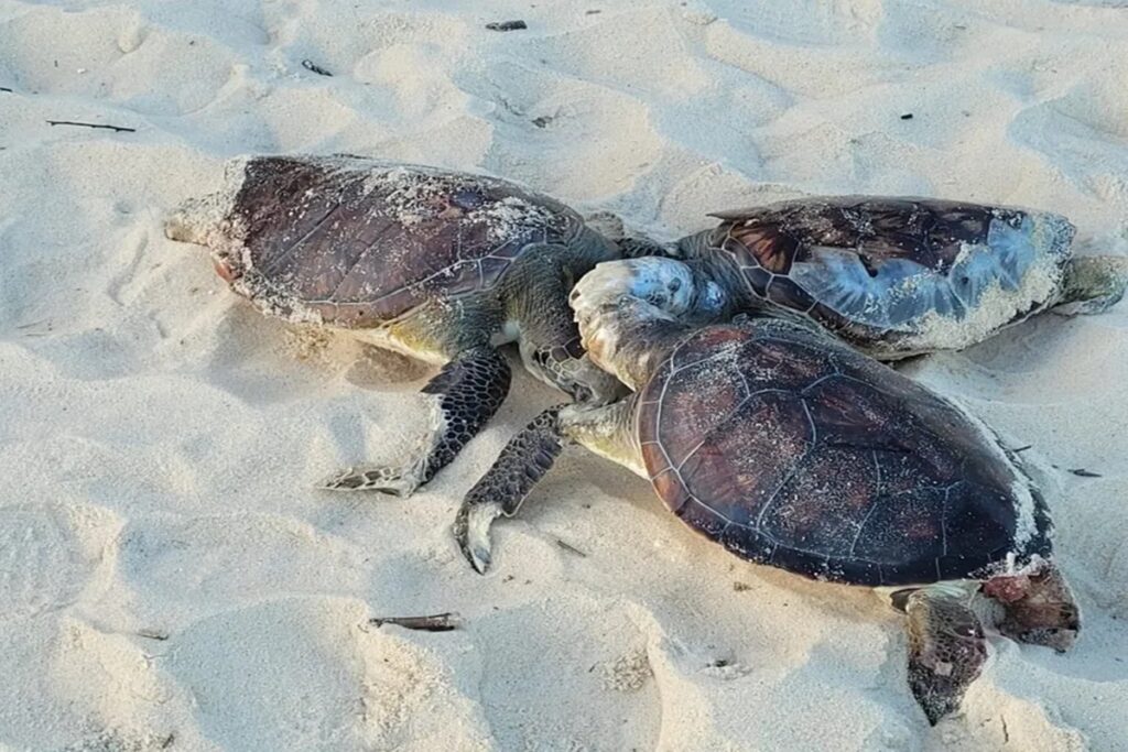 dezesseis-tartarugas-aparecem-mortas-em-praia-de-niteroi